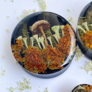 May include: A pair of round, black resin ear gauges with a mushroom and orange lichen design. The gauges are filled with clear resin and have a glossy finish.