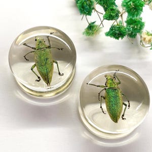 May include: Two clear, round paperweights each encasing a green beetle. The beetles have detailed legs and antennae. The paperweights are on a white surface, with green floral accents in the background. The paperweights are a unique decorative item.