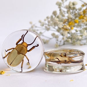 REAL beetles bug gauges, bug plug insect gauges, big gauges 1 1/16&quot; - 2&quot; unique bug tunnels, Interesting insect gauges, unique insect gauges