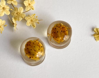 Expansores de resina con forma de mariquita auténtica – Dilatadores inspirados en la naturaleza (Ejemplo de 8 mm) Dilatadores de insectos