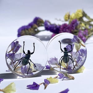 REAL beetles gauge with flowers, weevils plugs, insect gauges, medium size gauges 19mm- 36mm  3/4&quot;- 1&1/2&quot; unique bug tunnels, insect plug