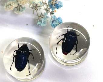 Tapones de resina de escarabajo negro con brillo azul – Auténticos dilatadores de insectos hechos a mano con flores secas