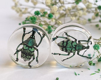 REAL green  beetles gauge, weevils plugs, insect gauges, large size gauges 26mm- 50mm  1"- 2" unique bug tunnels, insect plug, bug tunnel