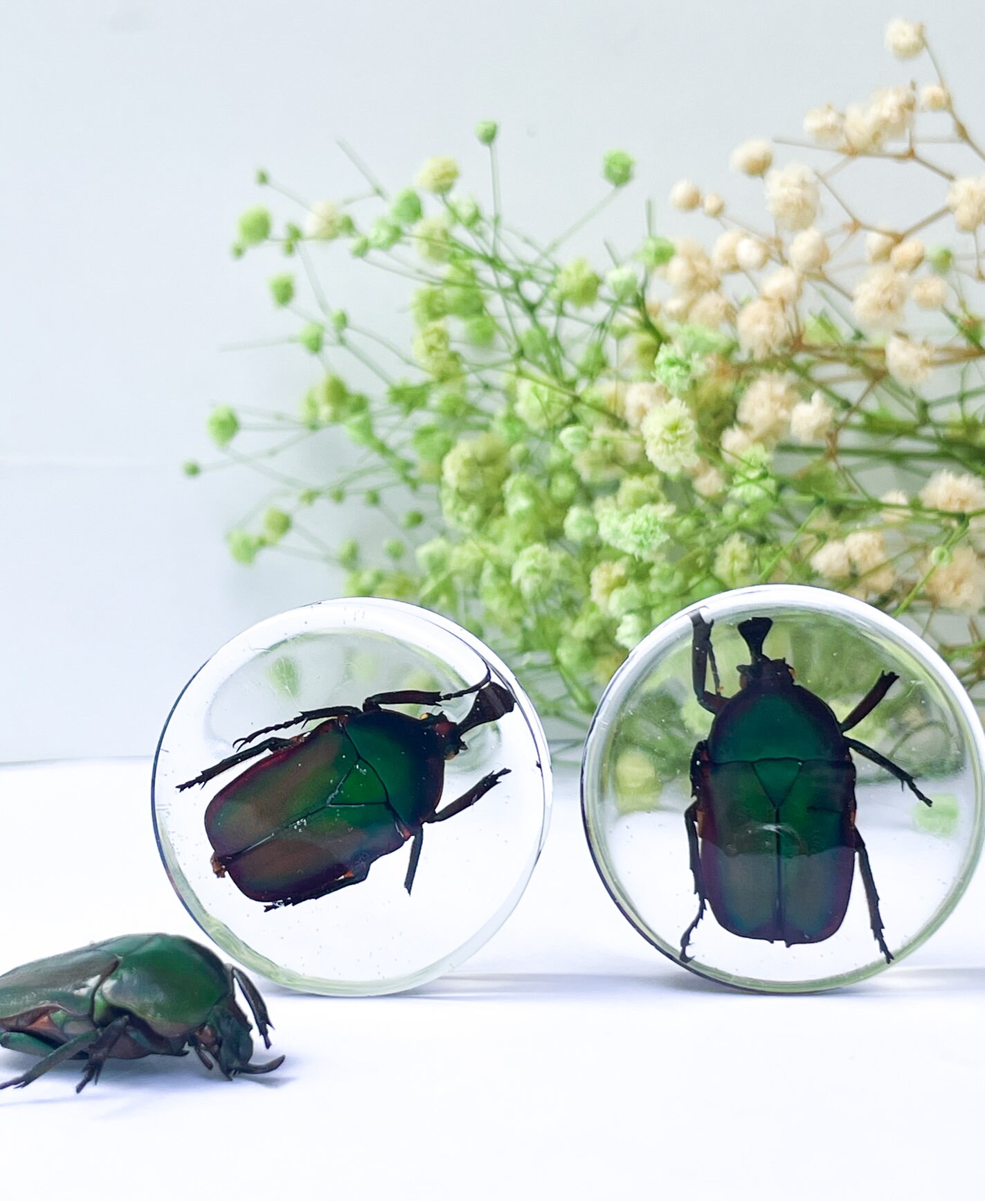 Real Bug Gauges Insect Gauges Big Gauges 1 3/8 Etsy