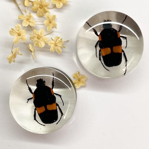 May include: Two clear, round cabochons each encasing a black and orange beetle. The beetles are centered within the clear resin. Dried yellow flowers are scattered around the cabochons on a white surface. These could be used as decorative magnets or jewelry.