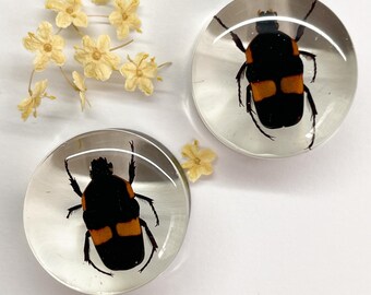 Tapones de resina de escarabajo auténtico – Par hecho a mano de medidores inspirados en la naturaleza (Ejemplo de 19 mm) Medidores de insectos