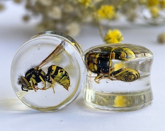 Véritables bouchons de jaquette, bouchons de guêpes, spécimen séché, cadeau pour tous, jauges d'insectes intéressantes, jauges d'insectes uniques, jauges de mouches