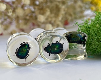 Real beetle gauge,  Tiny chrysomelid beetles gauge,  real insect plug, fly plug, interesting insect gauges, unique insect gauges, fly gauges