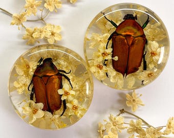 Expansores de resina de escarabajo rojizo con flores secas – Dilatadores hechos a mano para orejas dilatadas