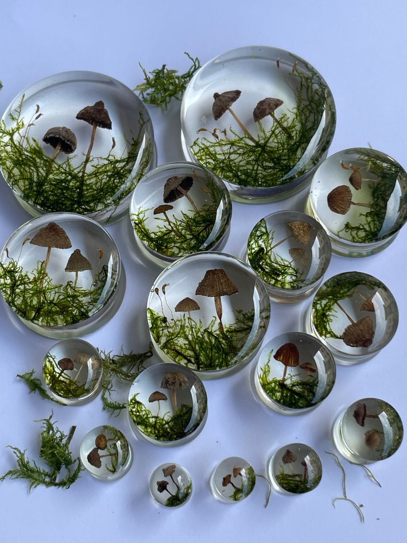 Natural moss mushroom gauges, real plug, mushroom plug, Real mushroom plugs, mushroom tunnels image 2