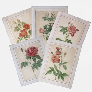 Pierre-Joseph Redouté, Set of 5 Antique Lithographs, Mourlot Lith