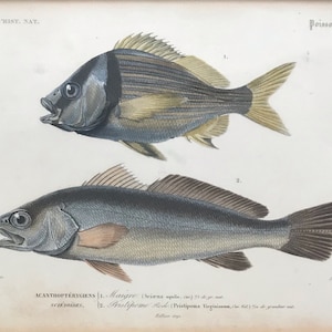 Dumenil Etching Engraving Print Original print Antique Art Hand coloured Gravure Fish Botanical art Botanical prints
