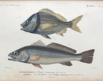 Dumenil Etching Engraving Print Original print Antique Art Hand coloured Gravure Fish Botanical art Botanical prints