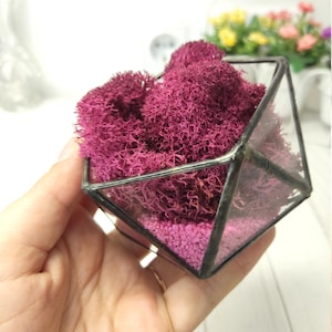 Glass terrarium, geometric terrarium, geometric glass box, Terrarium Container, Hanging terrarium, Succulent Planter, geometric vase