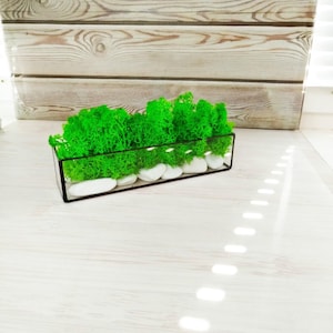 Moss terrarium home decor, housewarming gift, Terrarium art, glass terrarium kit