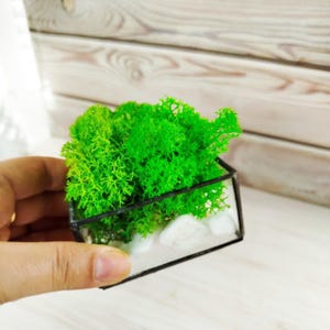 Moss terrarium home decor, green window decor, housewarming gift, Terrarium art, glass terrarium kit
