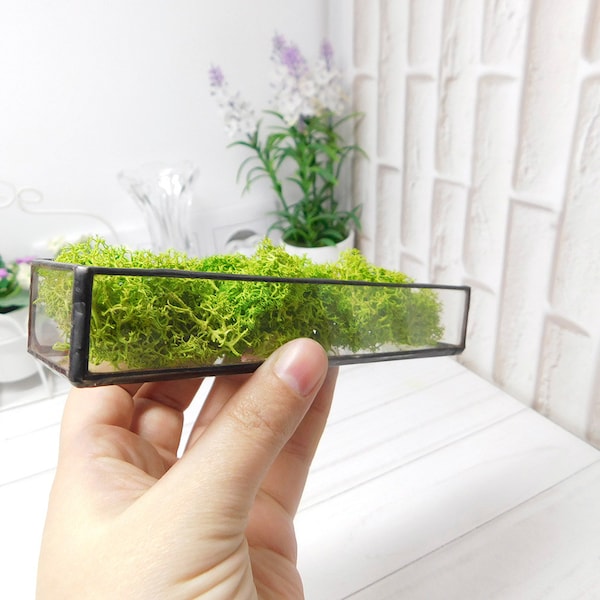 Moos Mini Terrarium, stabilisierte Pflanze kleine Terrarium, konserviertmoos Terrarium, Gemüse-Dekoration, Terrarium Kunst, Glas Terrarium-Kit