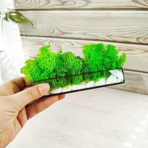 Moss mini terrarium, Stabilized Plant small Terrarium, Preserved moss terrarium, Vegetable decoration, Terrarium art, glass terrarium kit