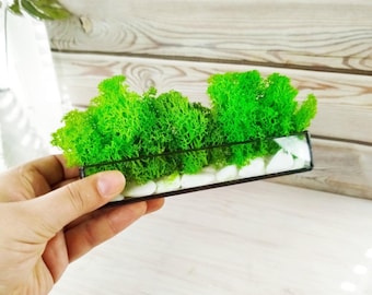 Handmade glass moss terrarium, Stabilized Plant decoration, stained glass florarium