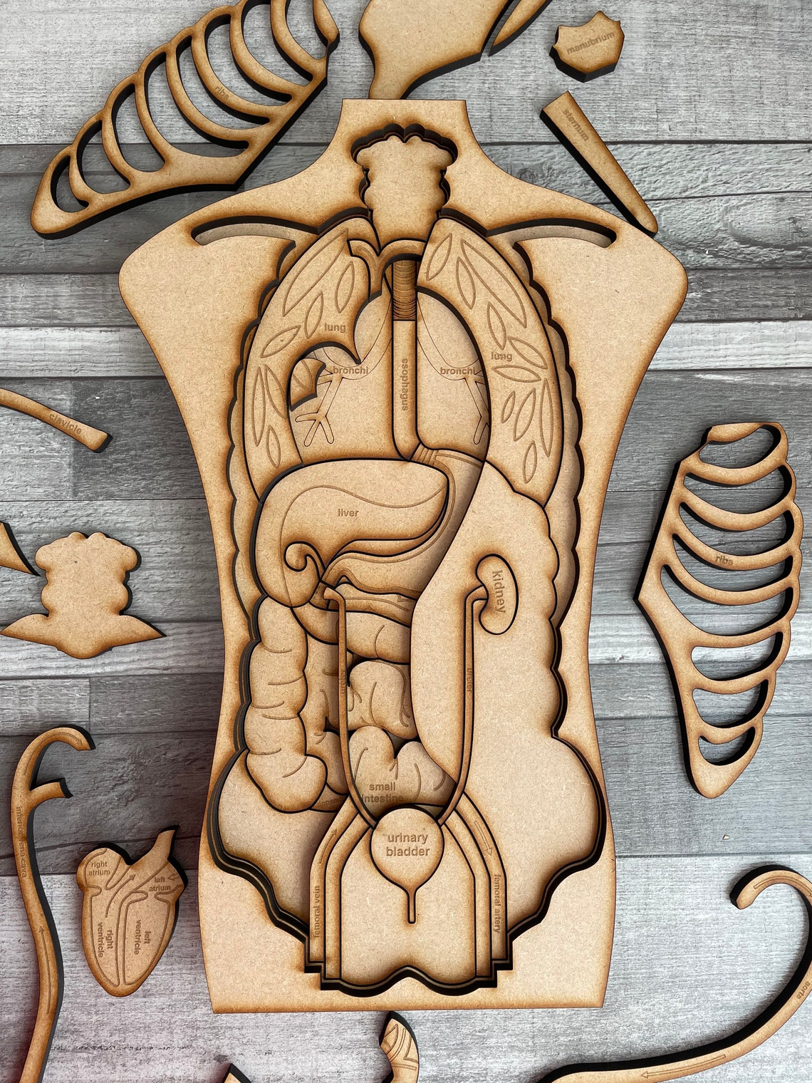Human Anatomy wooden anatomy anatomy puzzle study of the Etsy
