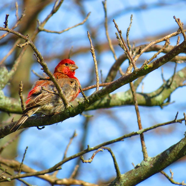 House Finch In Frame