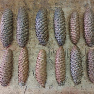 Peut inclure: Vue aérienne de onze cônes de pin de différentes nuances de brun et de gris, disposés sur une surface en bois. Les cônes présentent des tailles et des formes variées, avec des écailles et des textures visibles.