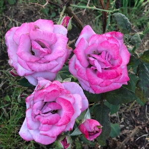 Psychic reading three questions within 24 hours Clairvoyant Empath 3 Questions meditation spirituality future family friends honesty joy