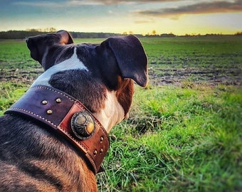 Leather Collar "Leo" / Collar / Dog Collar / Leathercollar / Collar / Dogcollar / Collung / Dog / Yggdrasil / Leather / Leather / Celtic