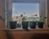 Baby Pilea (chinese money plant)