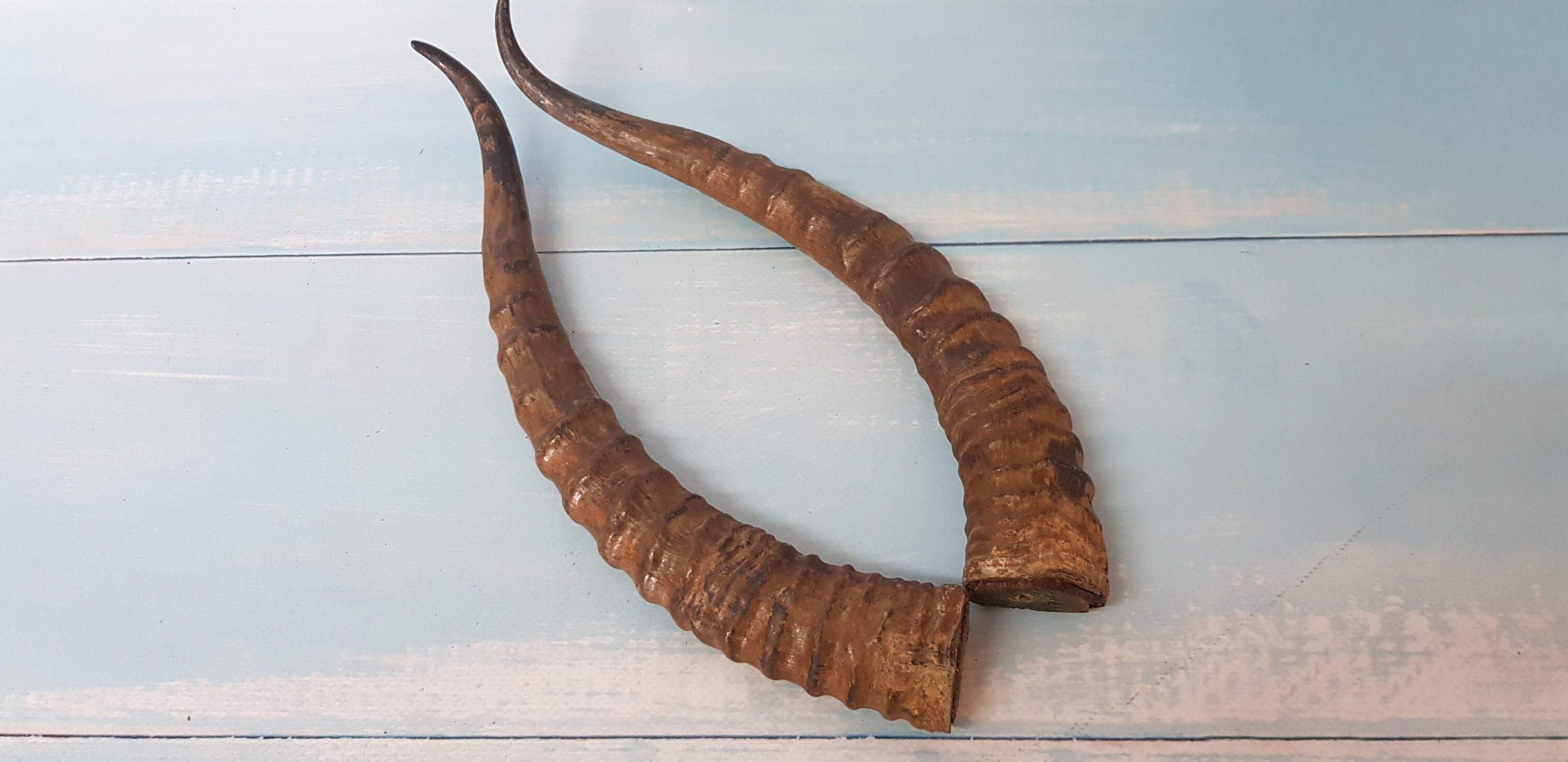 Natural Horn Gazelle Horns Pair Two Real Animal Horns Decor Etsy