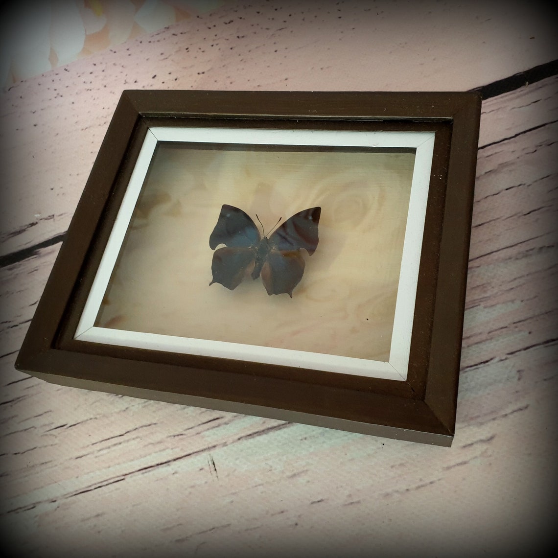 Handmade picture of dried butterfly. Handmade framed picture Etsy
