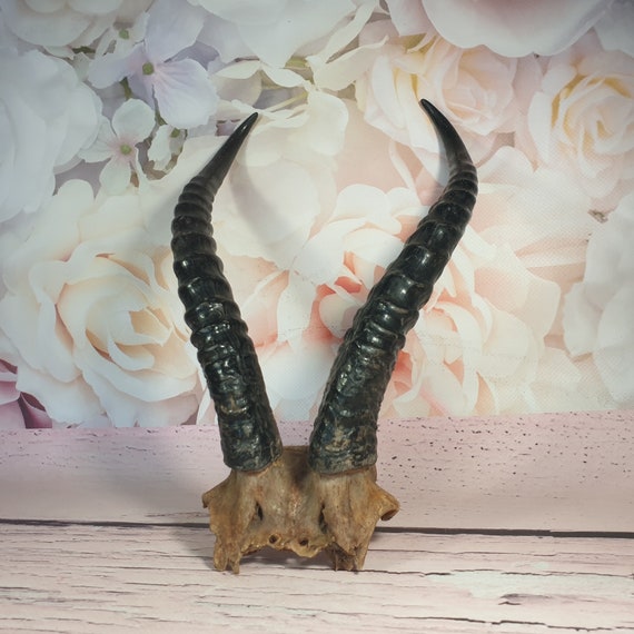 Extravagant hanger Natural horn Two Real Animal Horn Decor Etsy