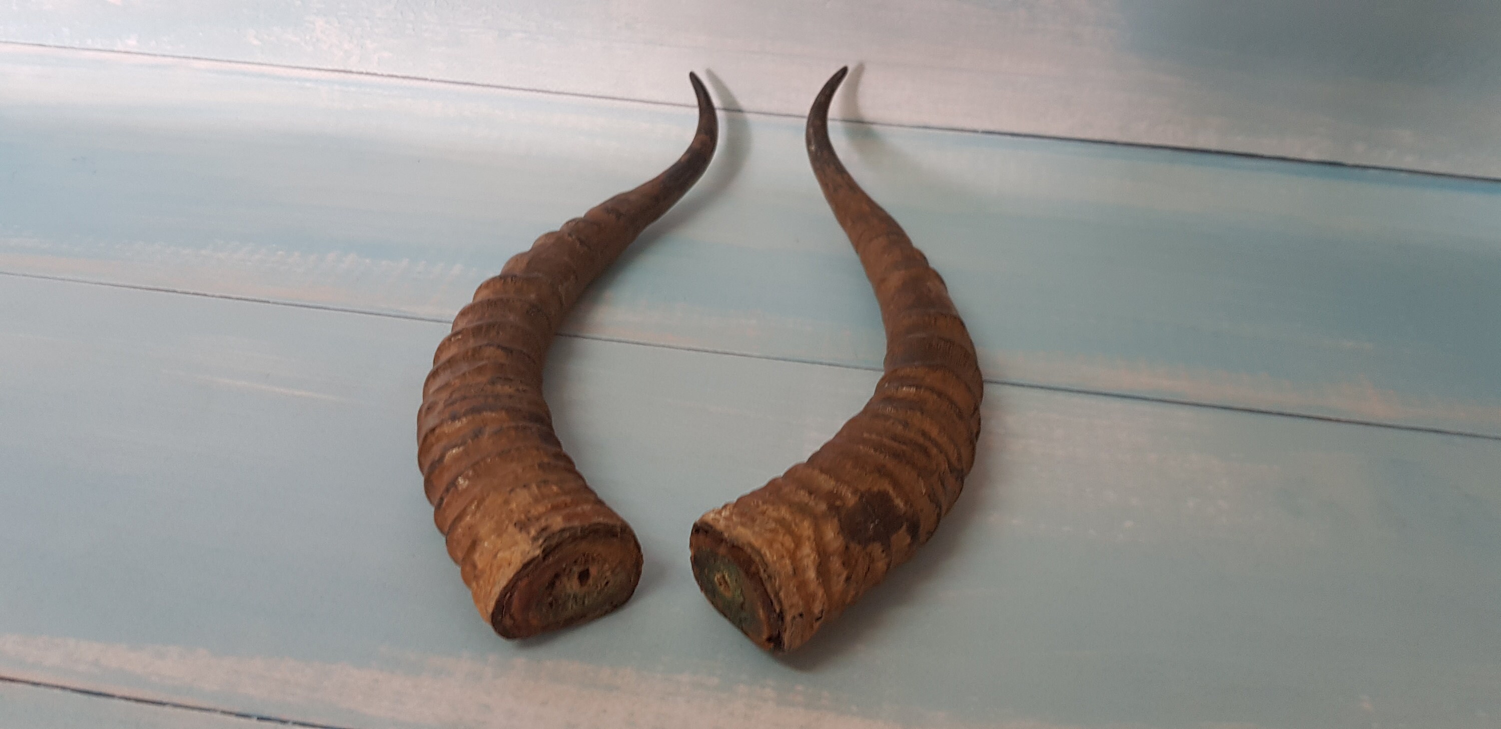 Natural Horn Gazelle Horns Pair Two Real Animal Horns Decor Etsy