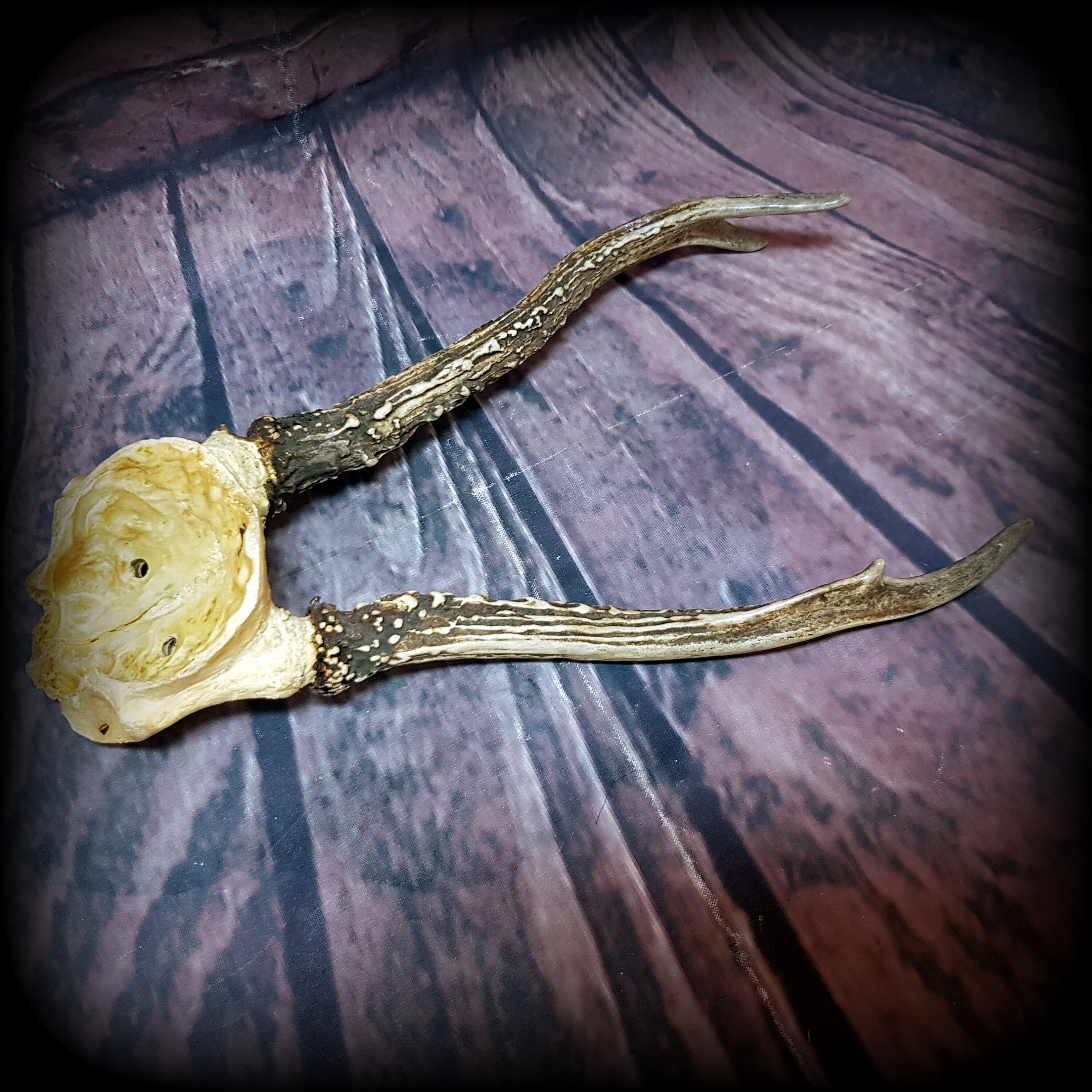 Natural horn Decorative hanger Two Real Animal Horn Decor Goat Etsy