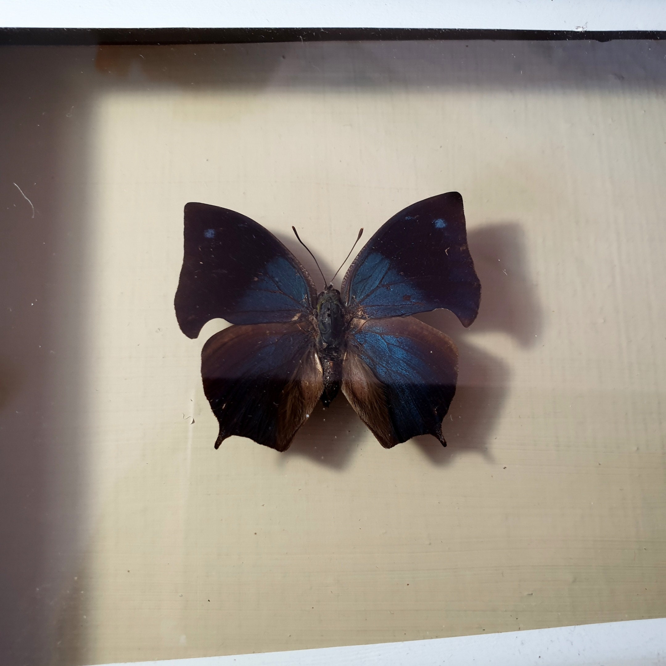 Handmade picture of dried butterfly. Handmade framed picture Etsy