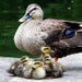 MommasDucks に属するアバター