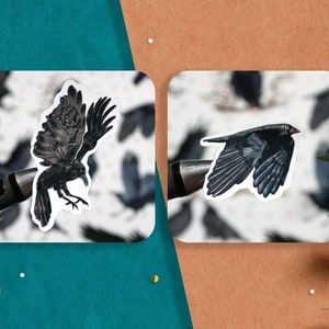 May include: Two black crow stickers on a white background. The crow on the left is perched with its wings spread. The crow on the right is in flight with its wings spread.