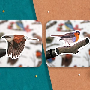 Puede incluir: Dos pegatinas de p&aacute;jaros, una de un petirrojo de pecho rojo posado en una rama y otra de un alcaud&oacute;n marr&oacute;n y blanco en vuelo.