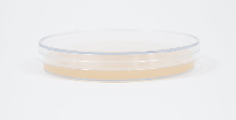 Malt Extract Agar 10 | Etsy
