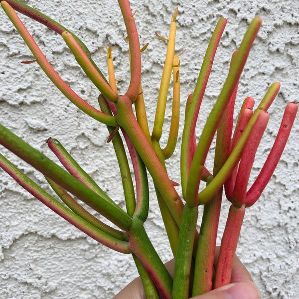 10 Fire Stick Succulent Cuttings/Pencil Cactus/Euphorbia Tirucalli