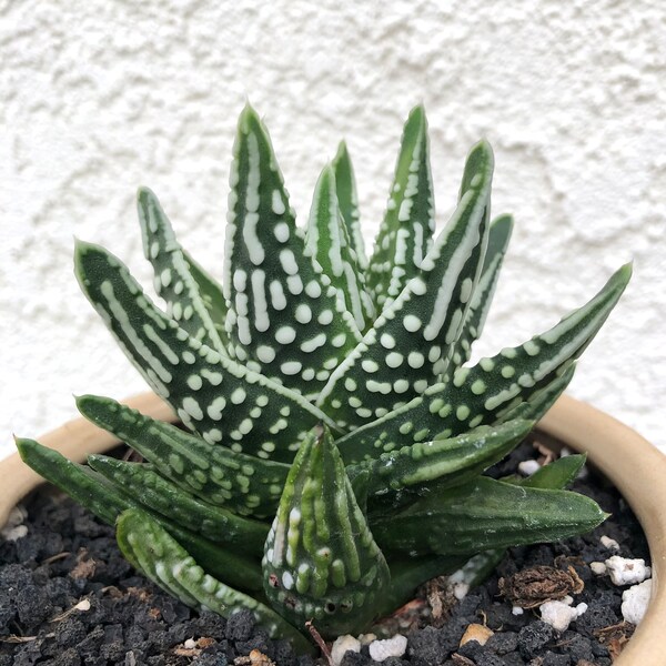 Haworthia Pumila 'Tears of Angels' (Pot NOT included）