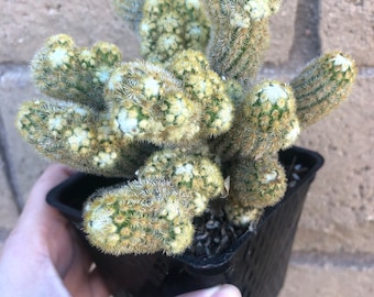 4" Ladyfinger Cactus/Golden Stars/Gold Lace Cactus/Mammillaria Elongata