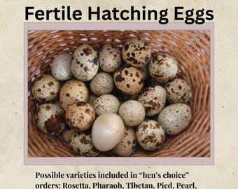 Quail Eggs – 12+ Farm Fresh Coturnix Eggs (Hens Choice)