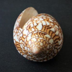 textile cone snail textile cone snail