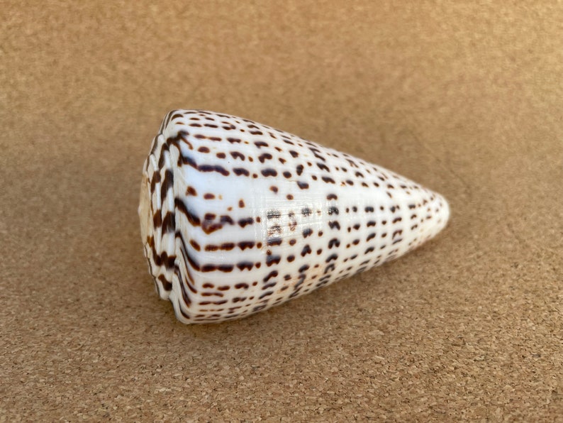 Cone Shell Collectible Natural Sea Shell Marine Specimen - Etsy