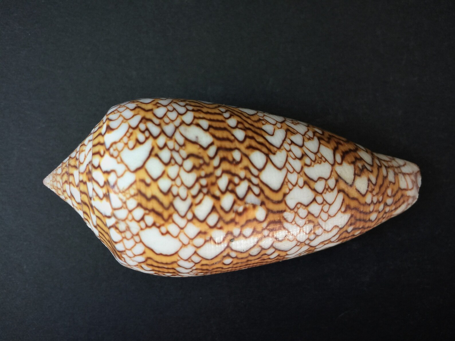 textile cone snail textile cone snail