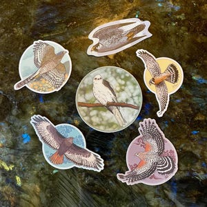 California Raptors Stickers / American Kestrel / Red Tailed Hawk / Peregrine Falcon / Red Shouldered Hawk / White-Tailed Kite / Coopers Hawk