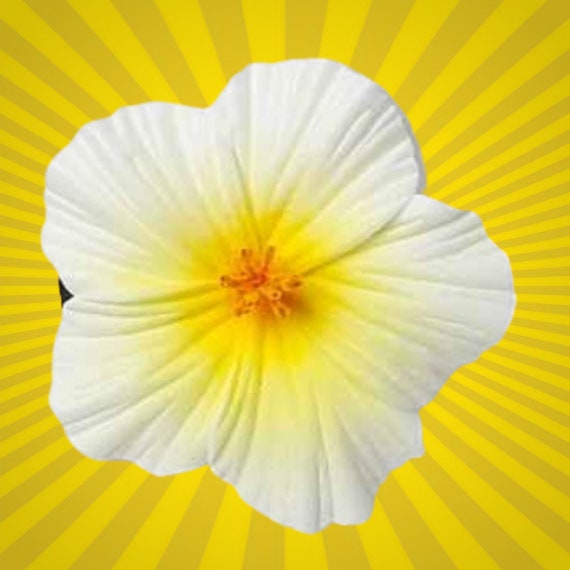 Small White Hibiscus Flower Hair Clip Natural Color Foam - Etsy Small White Hibiscus Flower Hair Clip Natural Color Foam - Etsy
