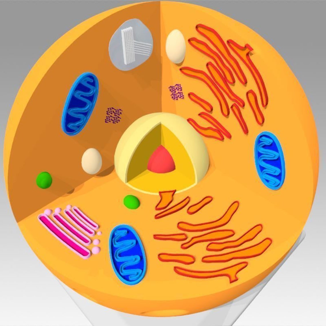 Animal cell digital model for 3d print Etsy