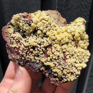 9.1cm Botryoidal Yellow Mimetite from Congreso-León Mine, San Pedro Corralitos, Mexico